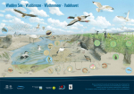 Poster: Vielfalt im Wattenmeer