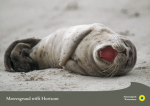 WWF-Postkarte "Junger Seehund gähnend"