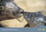 WWF-Postkarte "Seehunde alt und jung"