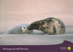 WWF-Postkarte "Kegelrobben Mutter und Baby"