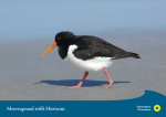 WWF-Postkarte "Austernfischer"