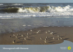 WWF-Postkarte "Sanderlinge aus der Tundra"
