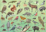 Tischset Tiere des Waldes